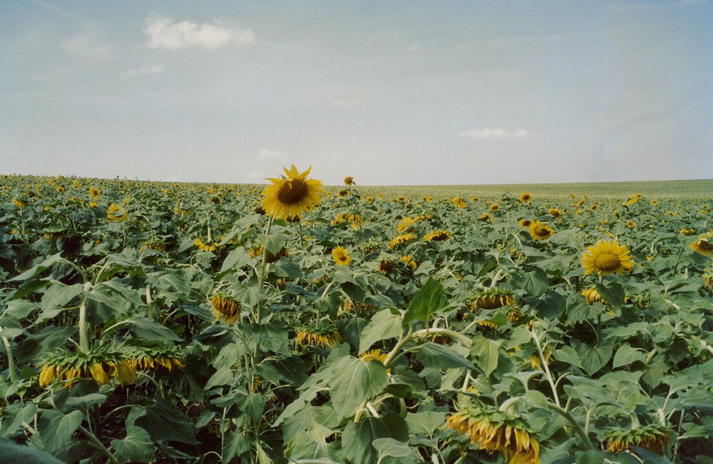 Field of sunflowers by IPAAT