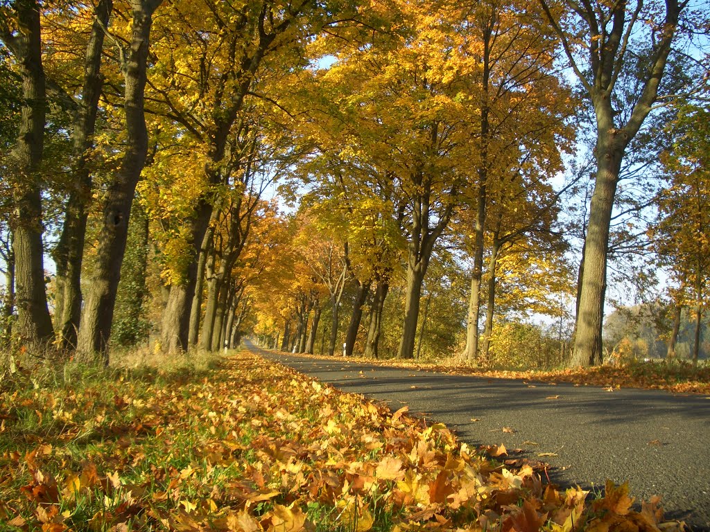 Herbstliche Allee in der Altmark by DRMayo