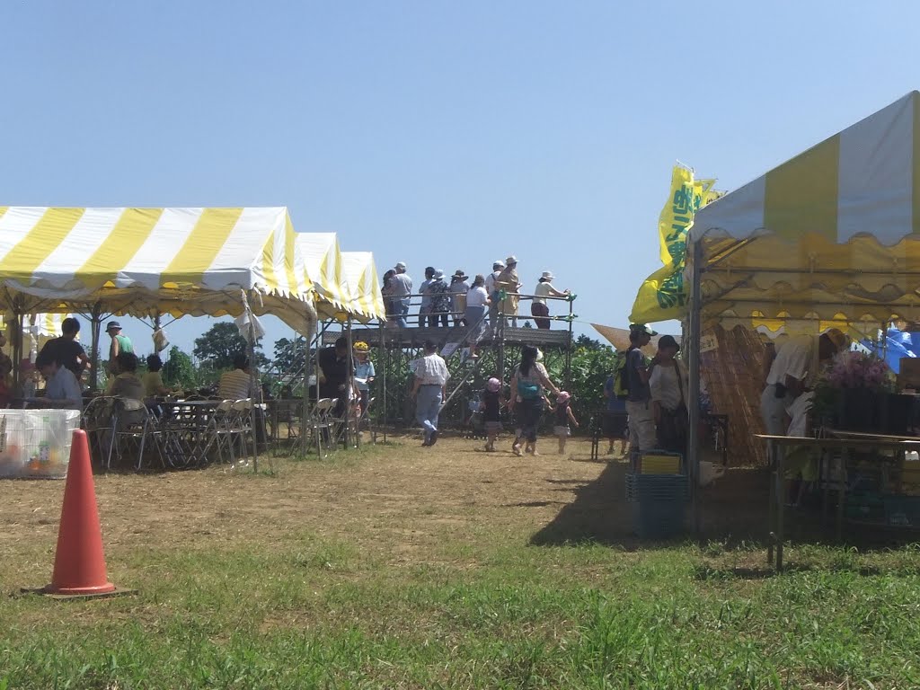 Sunflower field at kurihara 2012-28 by meetark