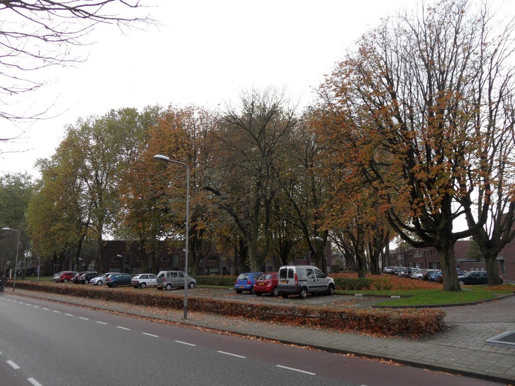 Monumentale bomen bij Franciscanerpoort by Danny Danckaert