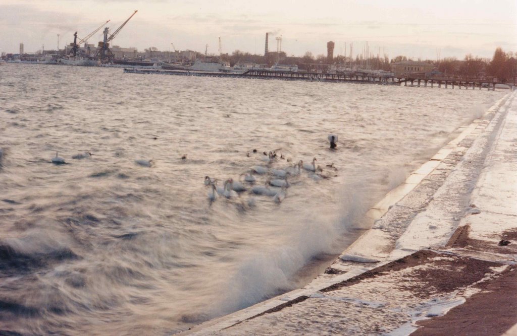 Winter. Swans. Embankment by Rumlin