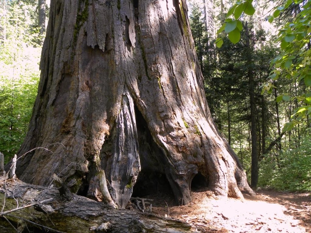 Calaveras Big Trees State Park - South Grove, CA by MARELBU