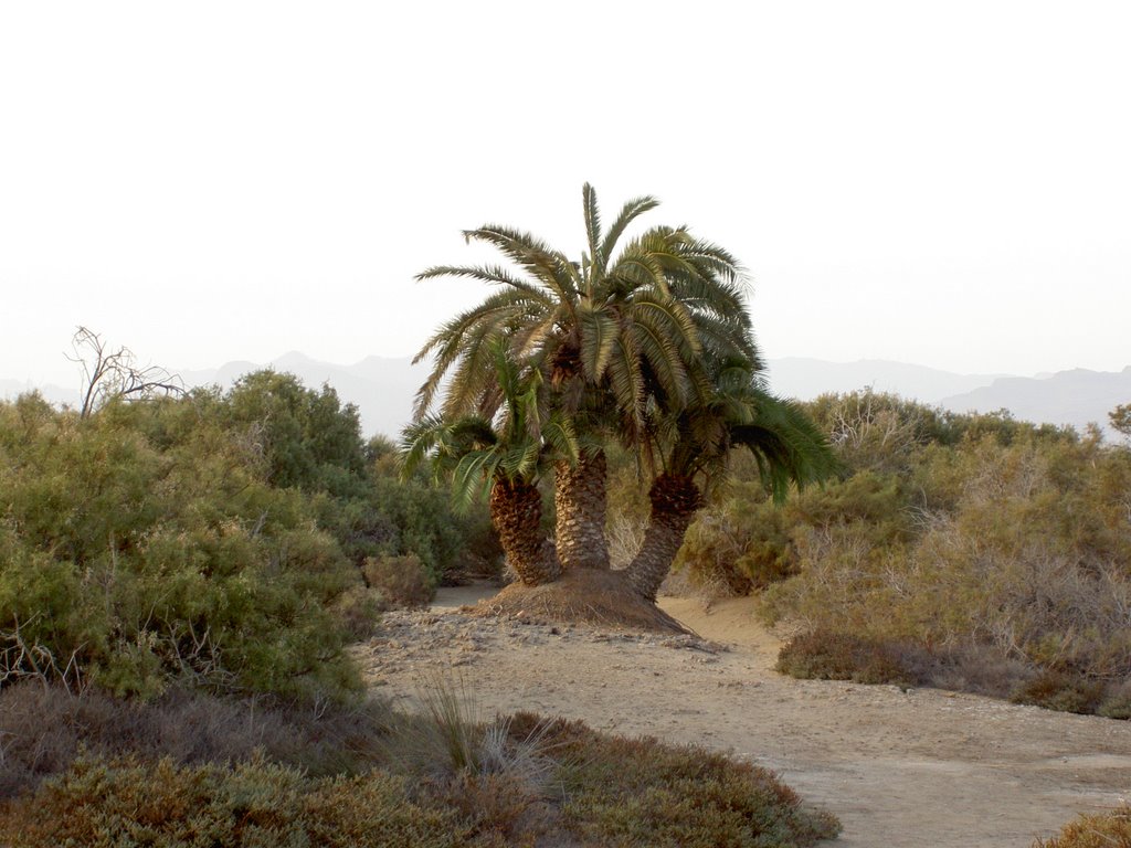 Tre palme,riserva naturale di Maspalomas(El Oasis),Gran Canaria Settembre 2006 by JupiterJet