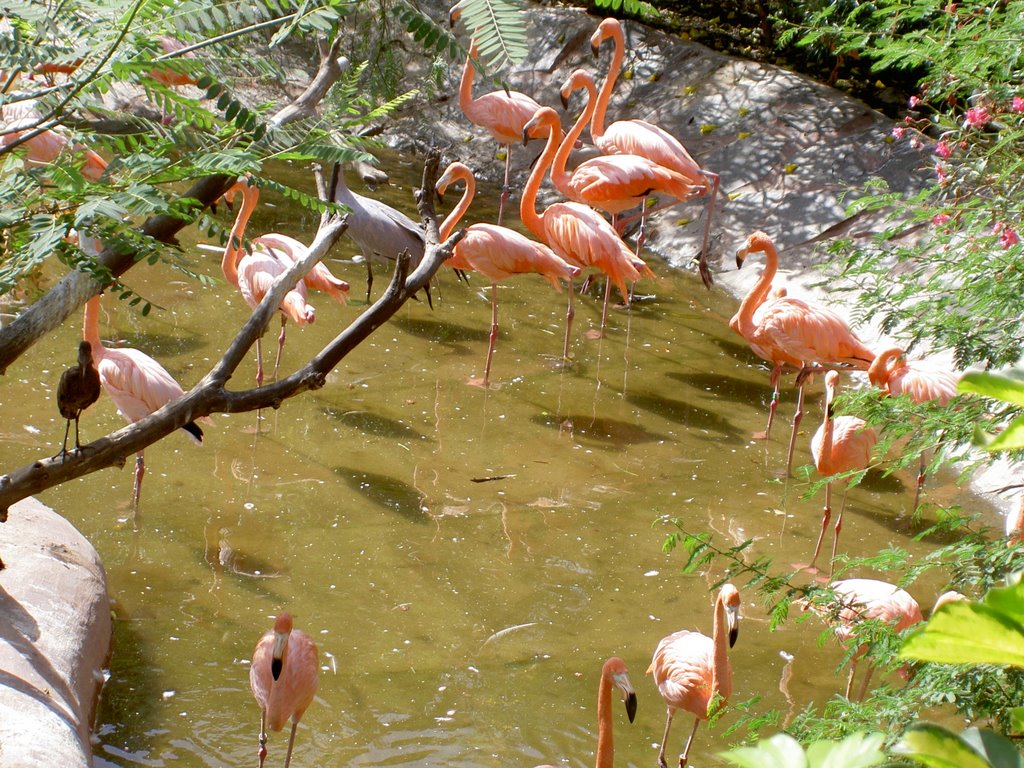 Fenicotteri rosa a Palmitos Park,S. Bartolomè di Tirajana,Gran Canaria Settembre 2006 by JupiterJet