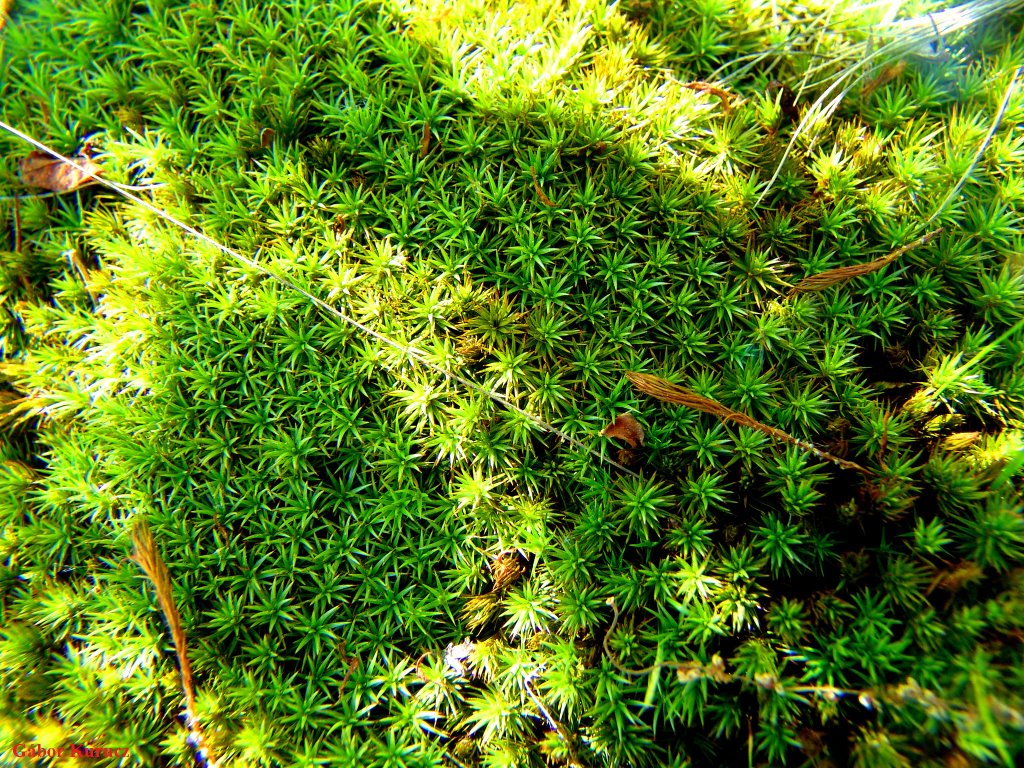 Apró "erdő" (Szőrmoha - Polytrichum piliferum) (Tiny 'forest'...) by Gábor Kurucz