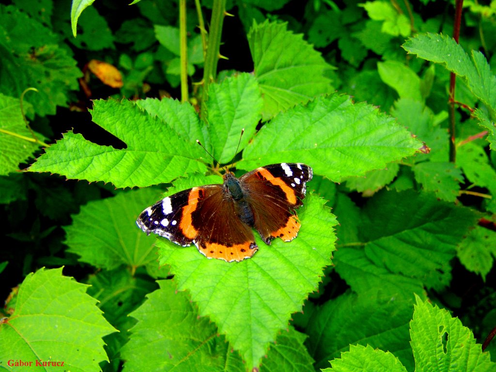 Atalanta lepke (Vanessa atalanta) by Gábor Kurucz