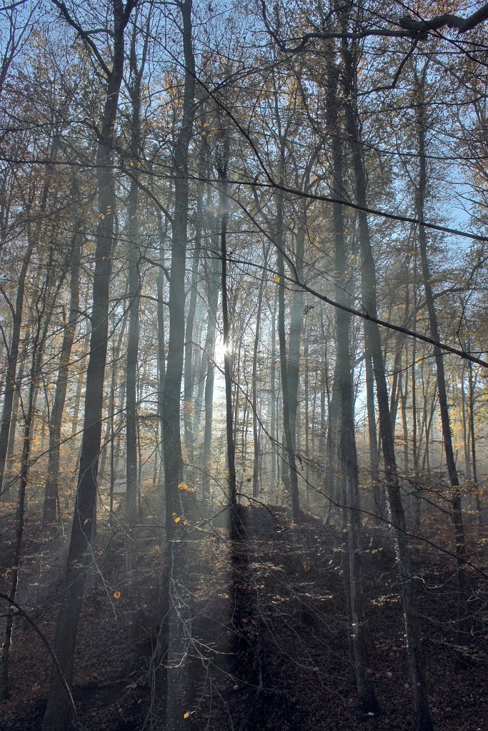 Naturpark Schönbuch_Morgendunst by Klein-Bonsels_je suis charlie!