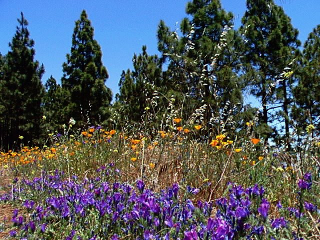 Mb - Kiefernwälder in der Höhe von Tenerife by ♫ Swissmay 2