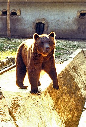 1971 - Parco Nazionale dell' Abruzzo ( Orso marsicano) by ♥ stazio vinicio