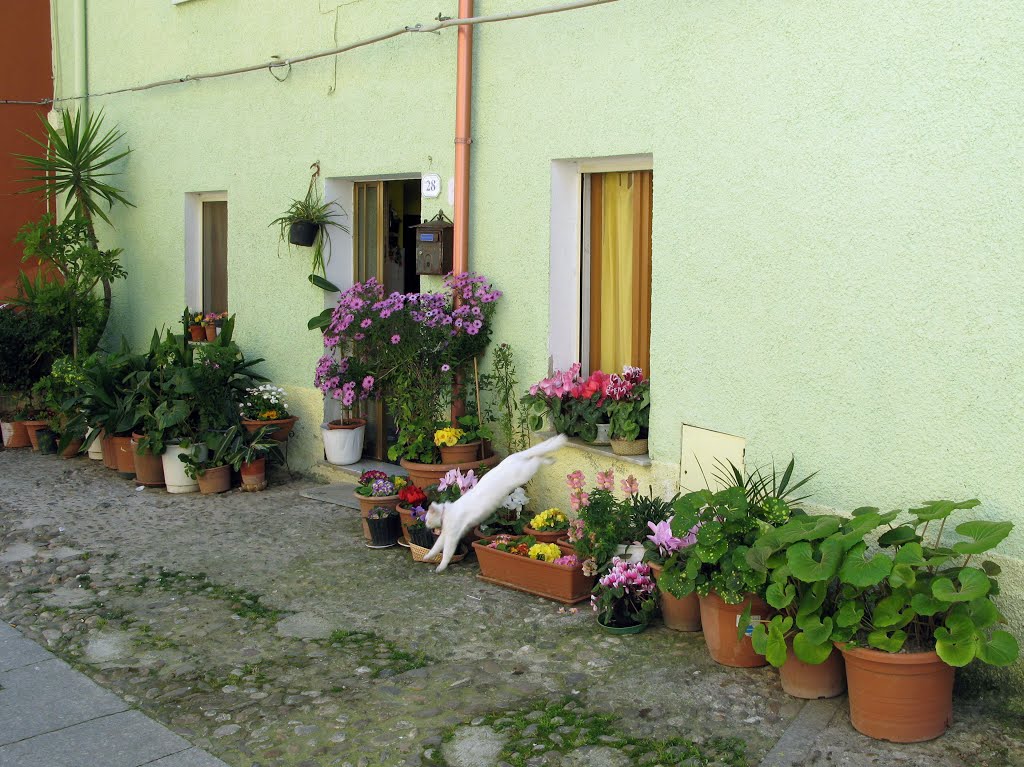 White cat, green house. Tula by Helvi H.