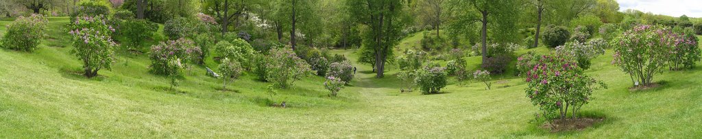 Hillside with lilacs in bloom at the Arboretum at RBG by Boris Gjenero