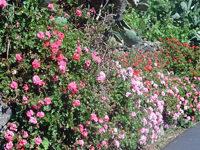 Mb - wilde Geranien - wild Pelargoniums by ♫ Swissmay 2