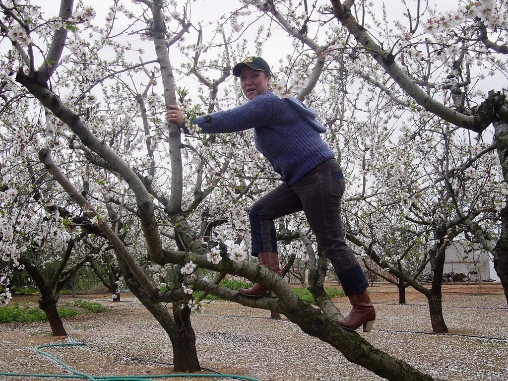 Almendro en flor by soria