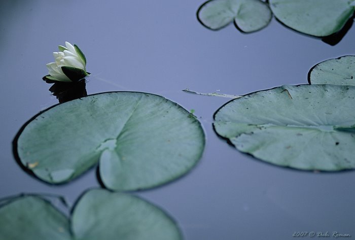 Claude Monet's Water Lilies by Dubi Roman by dubiroman