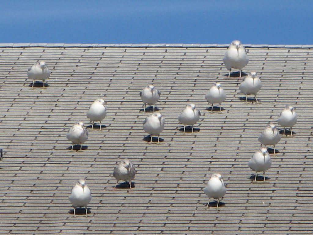 Seagulls hunkered down in the wind. by olekinderhook