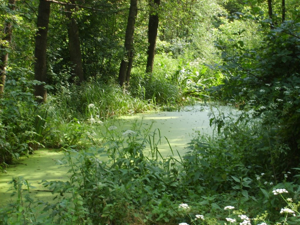 Mokradła, trzęsawiska... by bishops