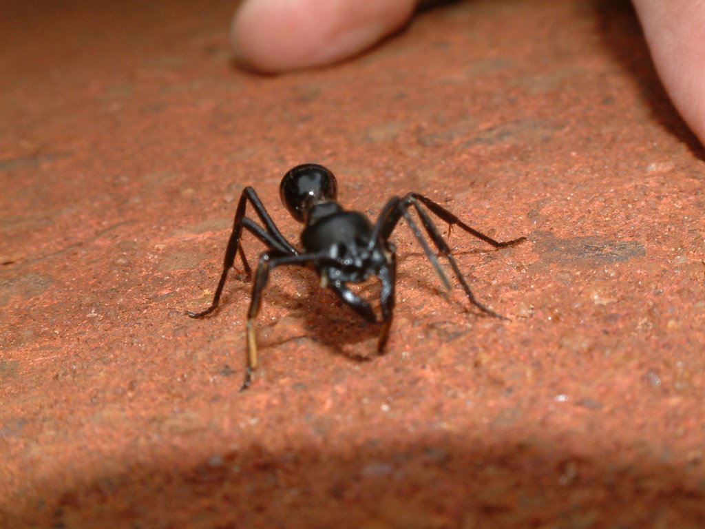 Hormiga cortadora en el Parque Nacional Iguazú by NicolasRamella