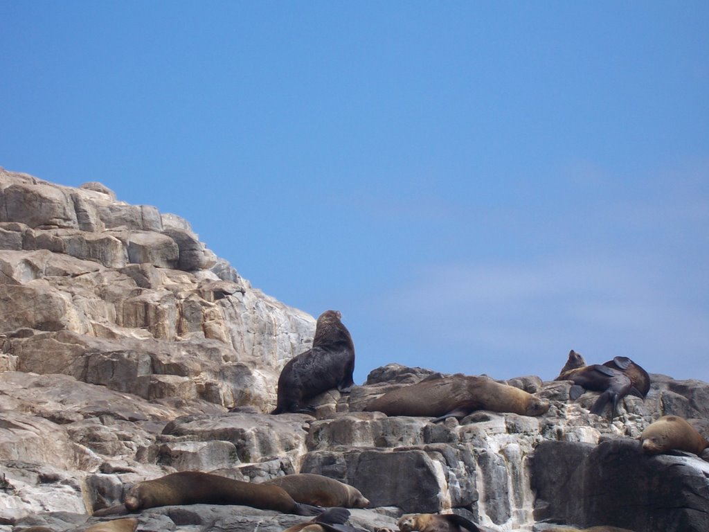 Seal Haulout: The Friars, Bruny Island Tasmania by Abonesian