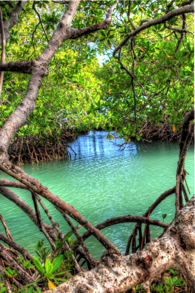 Mangrove Guanica Puerto Rico by Ruky Valls