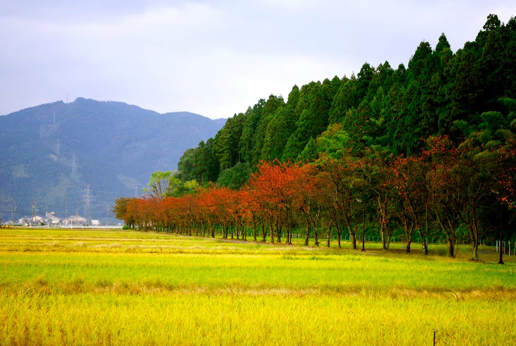 Fall Color:Prefectural Route 55　北陸先端科学技術大学院大 by paleblue49