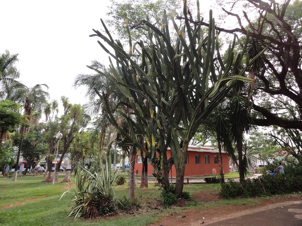 Antigo cactus na praça Getúlio Vargas by Nektine