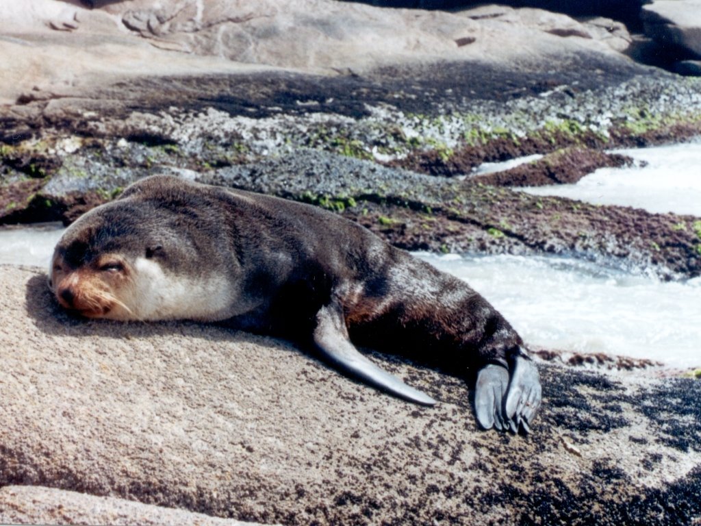 2002-08-SeaLion_in_BarraDaLagoa by Marcio Luz Scheibel