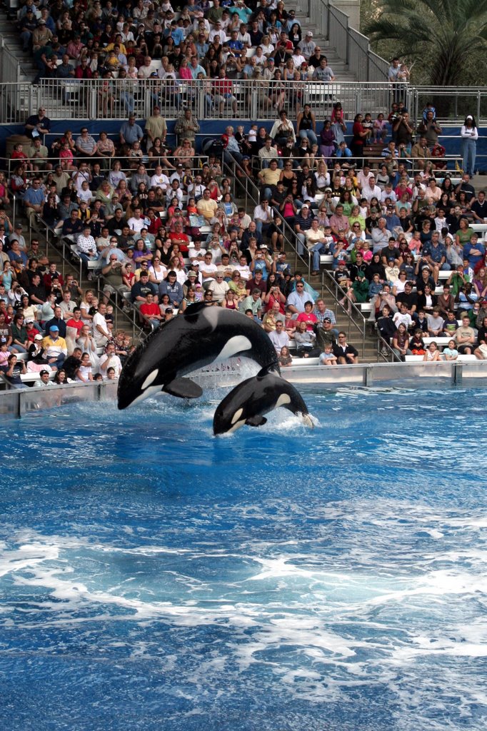 Mother and baby orcas jump for the crowd (1) by Ryan Calhoun