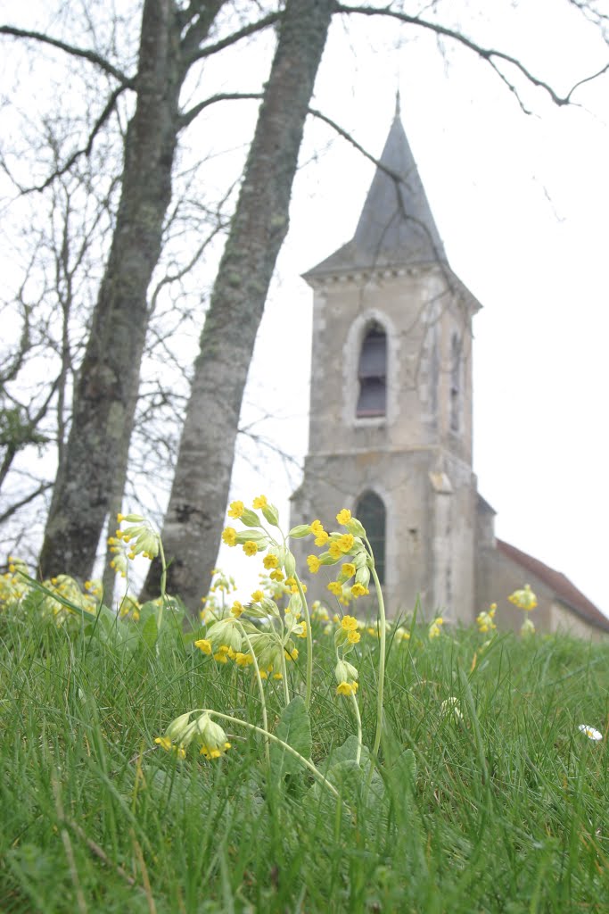 Pierre Perthuis by scirpus