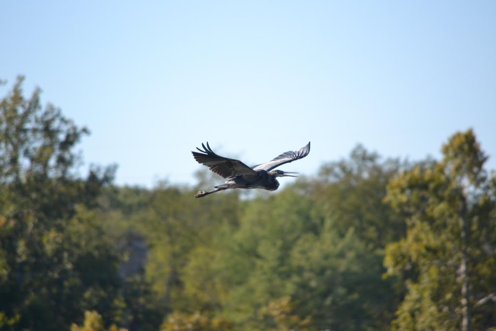 Great Blue Heron in flight by uclynch