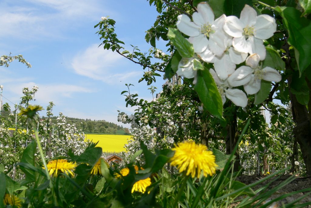 Frühling in Scharten by Dietmar Spörk