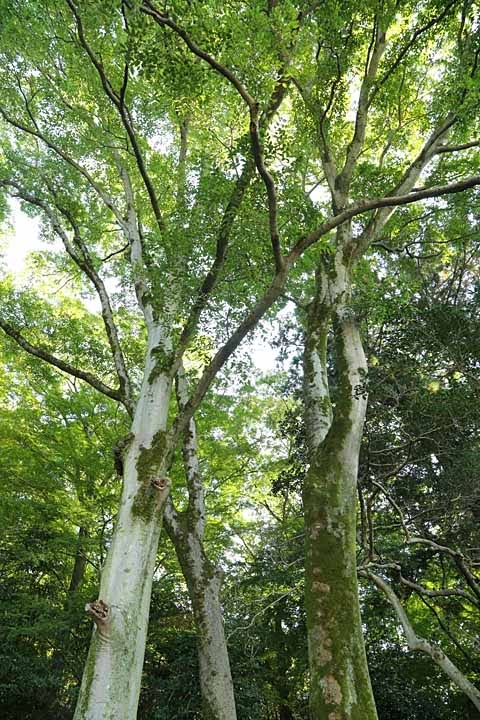 Nettle trees at Moroha-jinja Shrine by nutakku