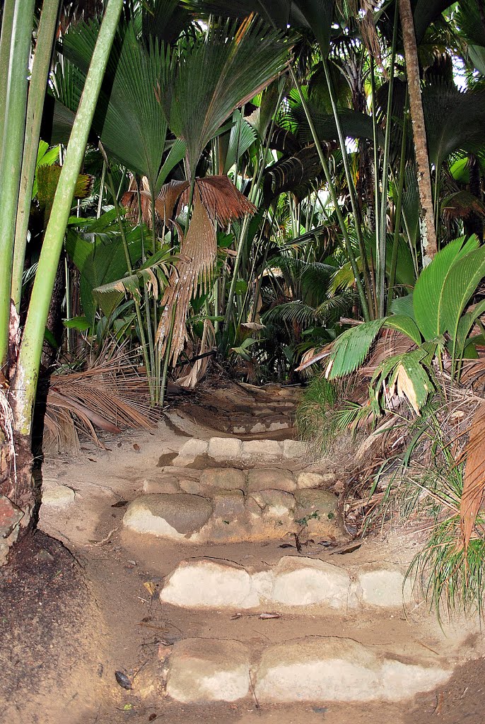 Seychelles - Praslin - Vallée de Mai Nature Reserve by Paolo Grassi