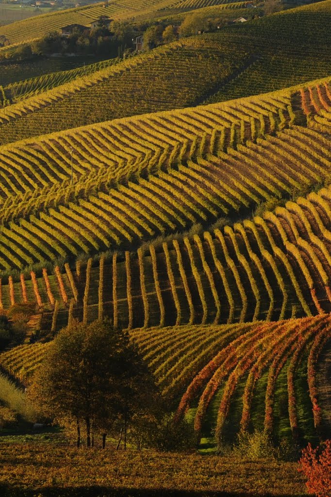 I filari.... di Barbaresco by paolo salabue