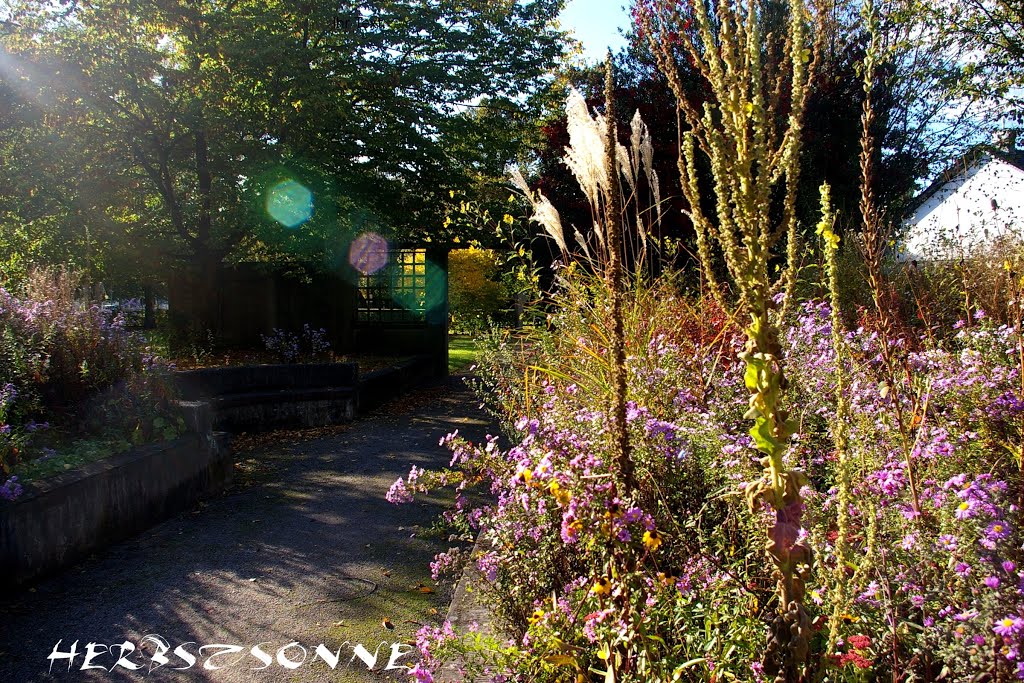 Herbstsonne - Köln, Fritz-Encke-Volkspark: Im Staudengarten by misi.cologne