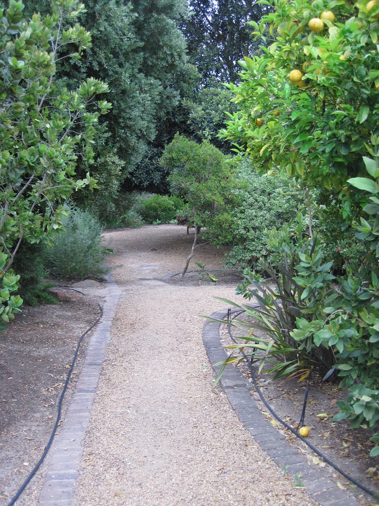 Path to left, lemon tree on right by Charles Vrey