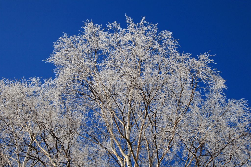 Winter by Ainars Brūvelis