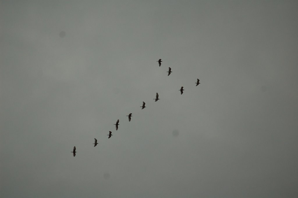 Voo Sincronizado by Mario Bueno - foto.