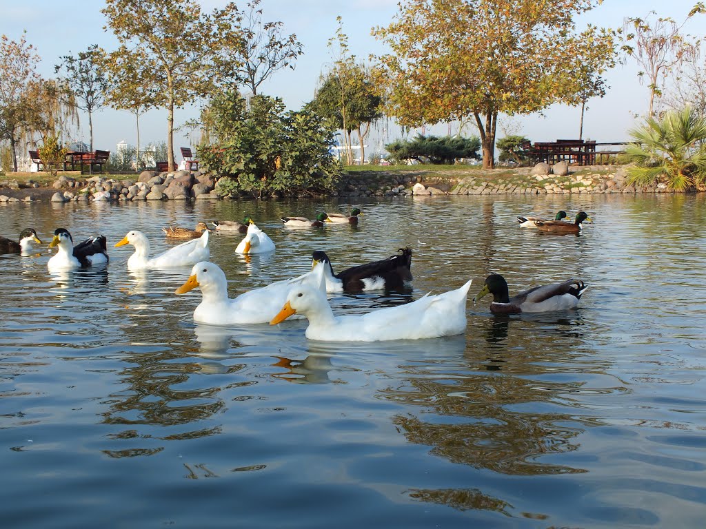 Cute ducks by Kaan GULEN