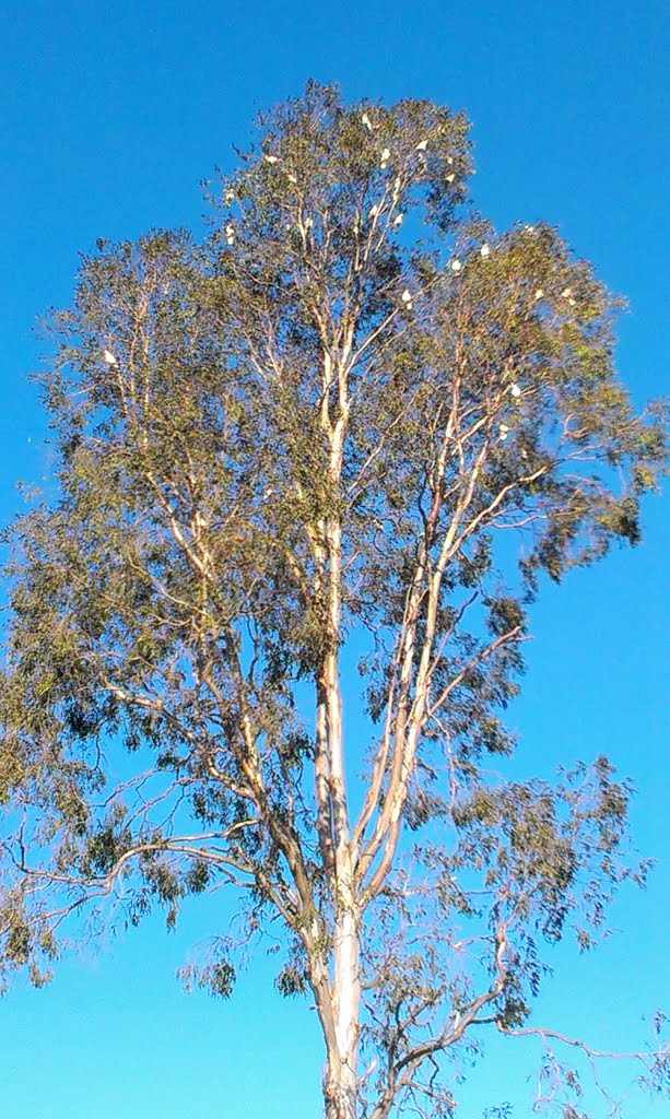 Sulphur-crested Cockatoos by Patrick Wood