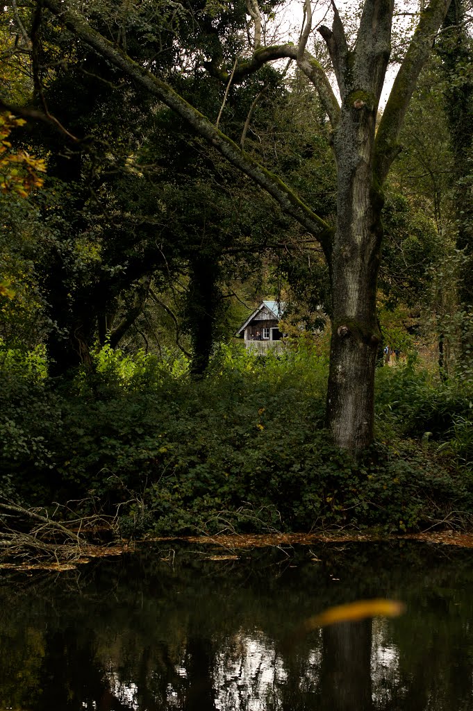 Winkworth Arboretum by arunasst