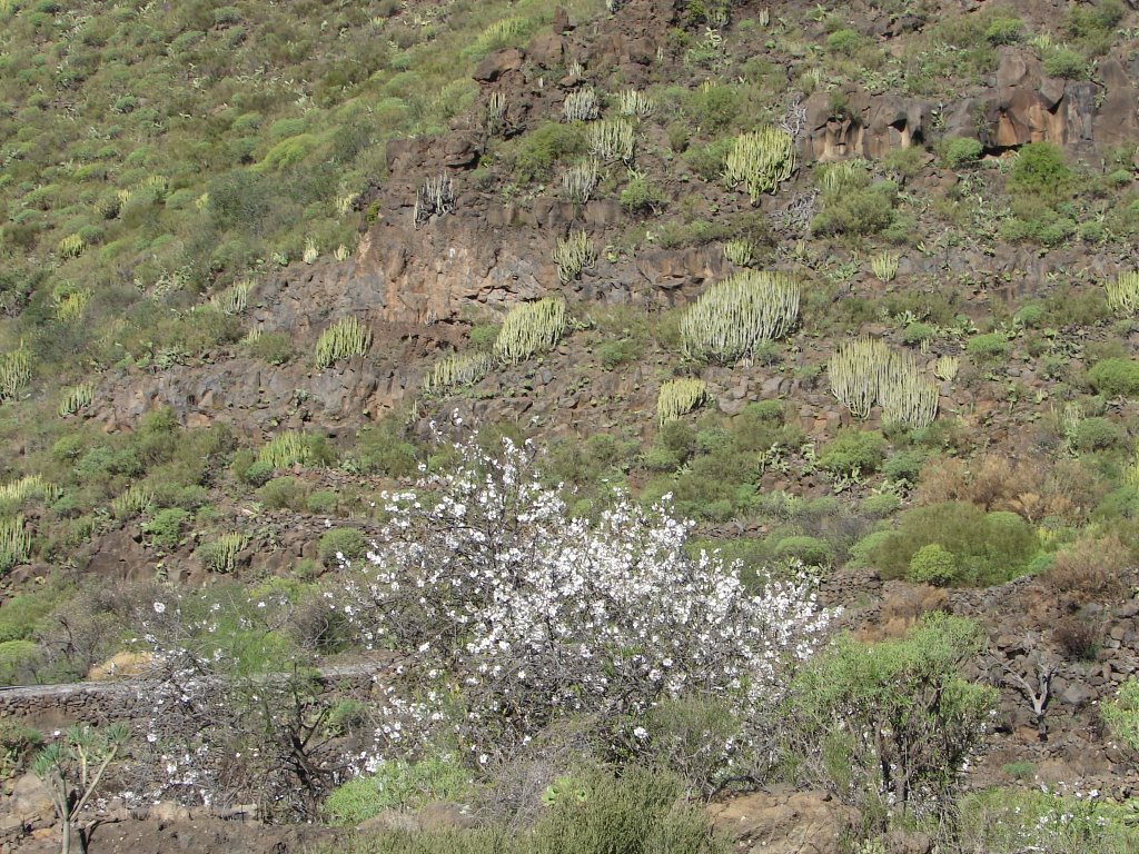 ALMENDROS by kanaria