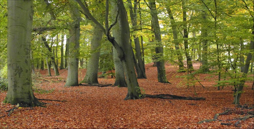 The spacious feeling of a Forest of Beech by Jan.van.Aartsen