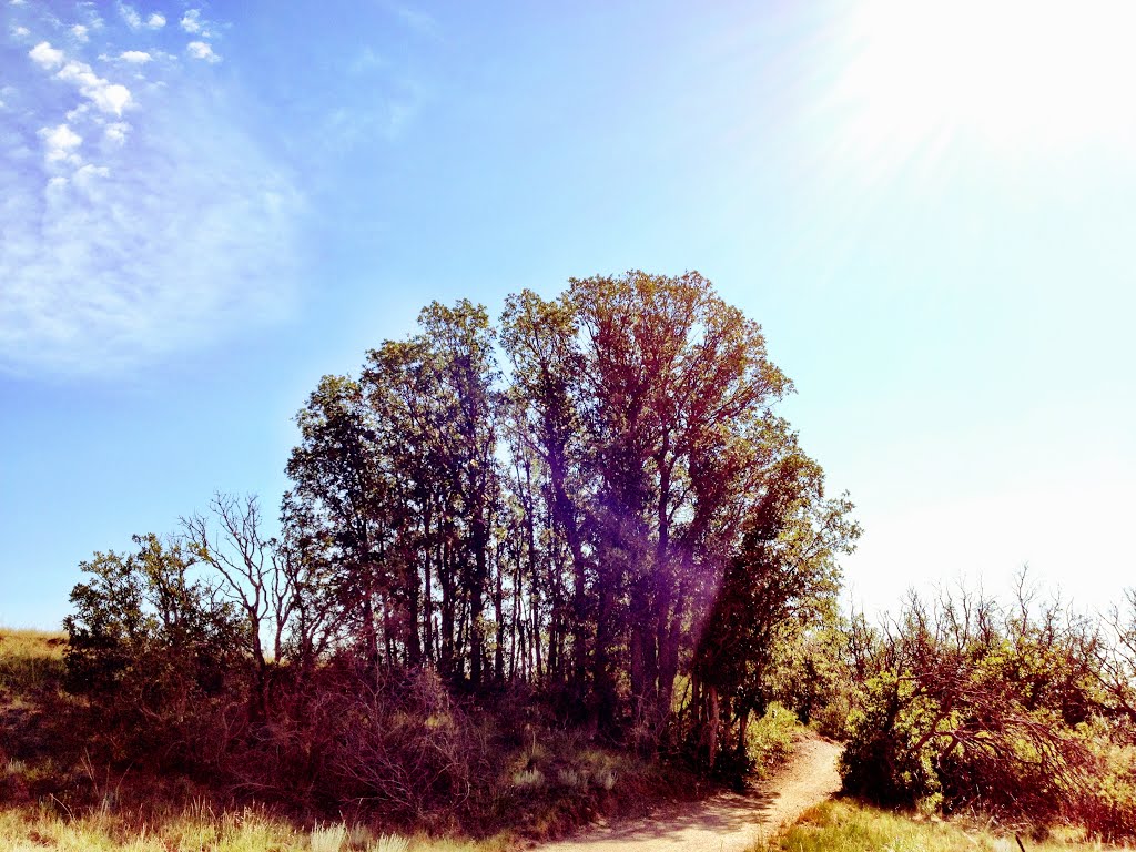 Scrub Oak, Cheyenne Mountain State Park by sloanthomas94