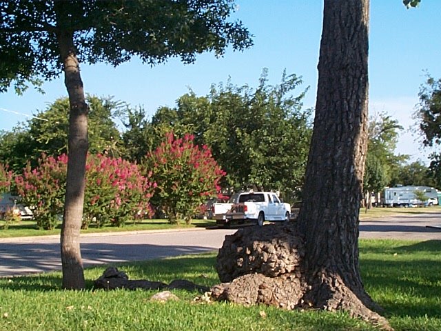 A cottonwood with an abnormal growth. by goinc2c