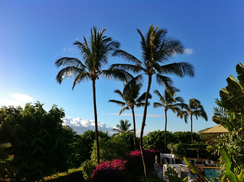 Hawaii - Wailea - Pool Palm Trees by iHaso