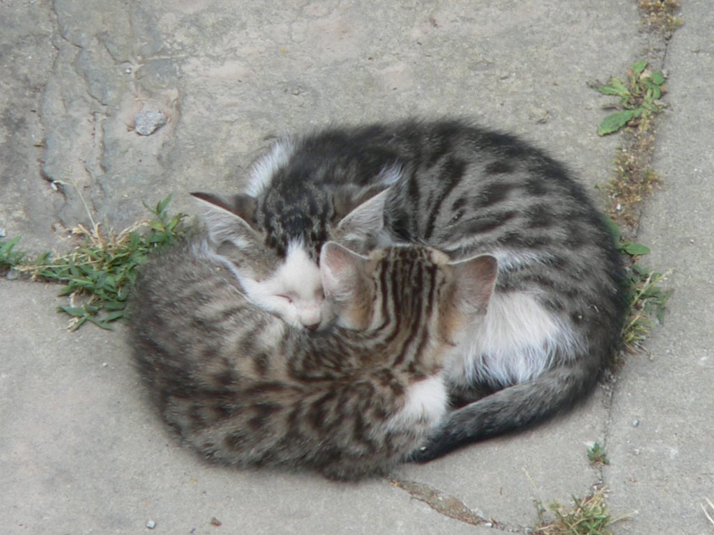 Corfino. Two kittens in Robertos backyard. One warm dream. For Sile by thor☼odin™