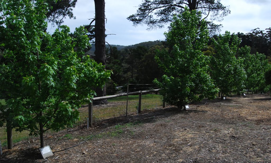 Avenue of trees with memorial plaques by Phaedrus Fleurieu