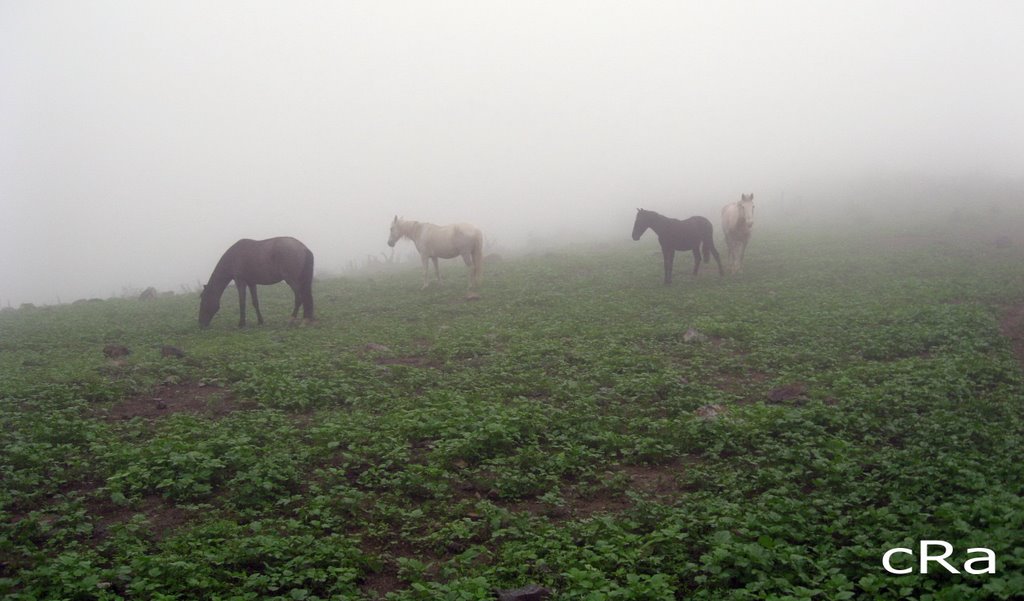 High San Damian Horses by Christian Riveros A. - Apu Naturaleza y Cultu