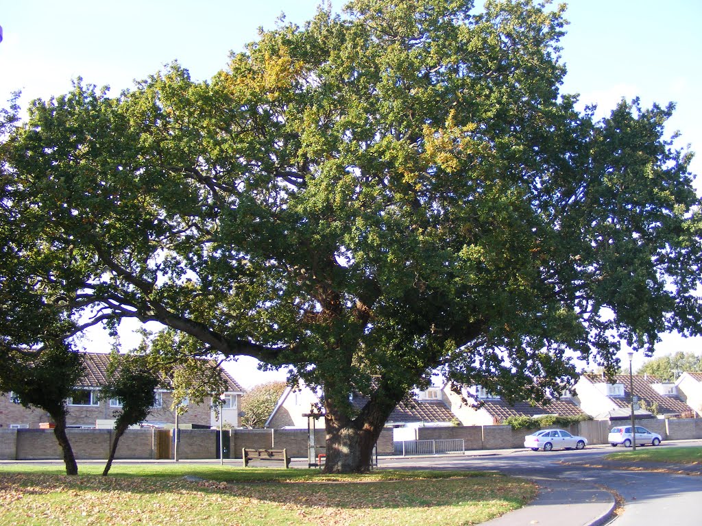 An old Oak by cooperman