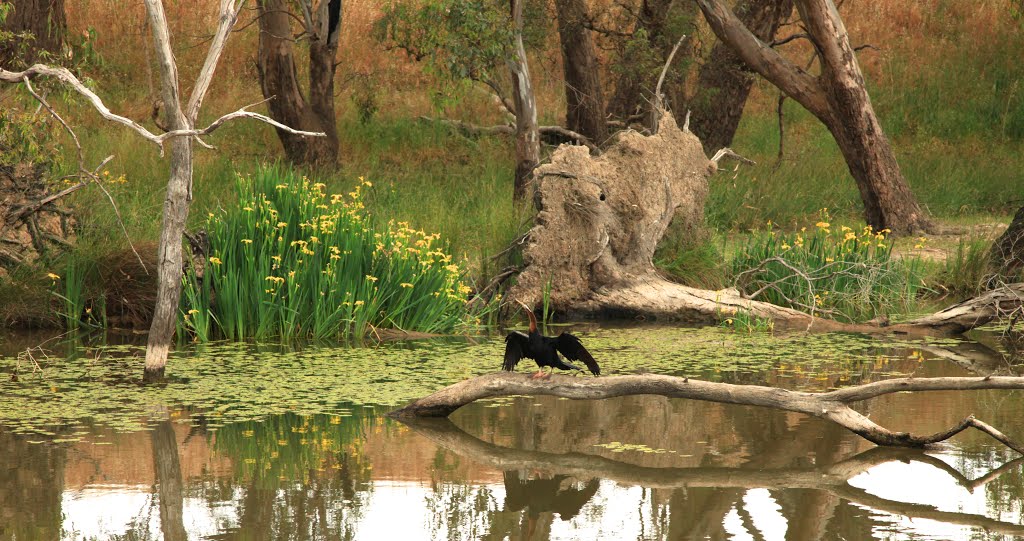 Tahbilk wetland in Victoria, Australia by Rodgers66